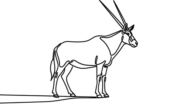 Oryx antelope line drawing white background.