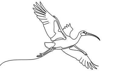 Fototapeta premium white background elegant ibis bird flying line art.