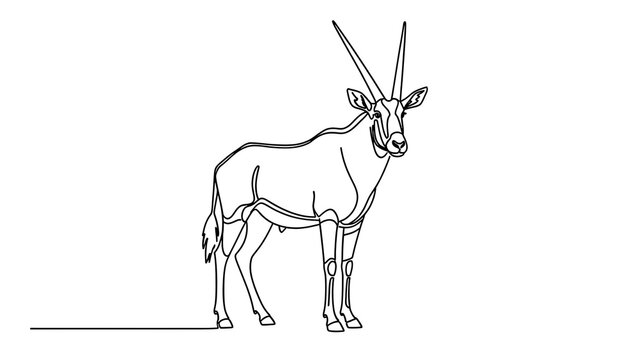 Oryx antelope line drawing white background.