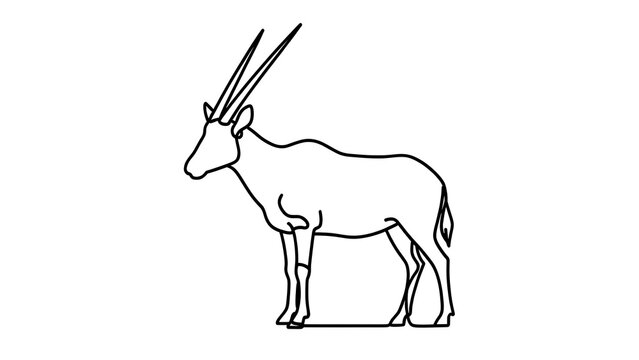 Oryx antelope line art illustration white background.