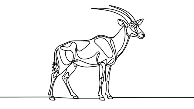 Oryx antelope line drawing white background.