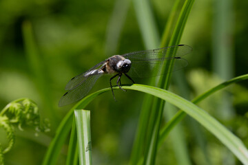 Libellule déprimée, © JAG IMAGES
