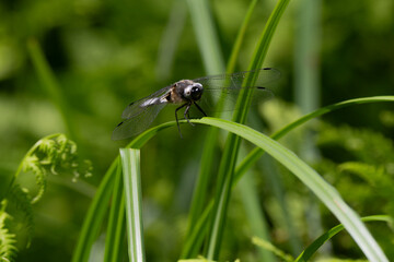 Libellule déprimée, © JAG IMAGES