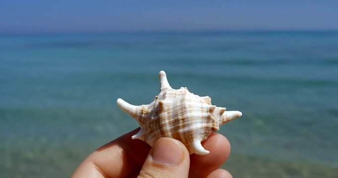 Hand holding spiky seashell against bright blue ocean water background.