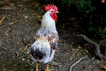 Maginfique coq belle crete rouge araucana croisé coucou © Joachim Martin