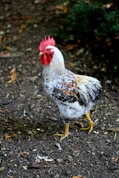 Maginfique coq belle crete rouge araucana crois&eacute; coucou