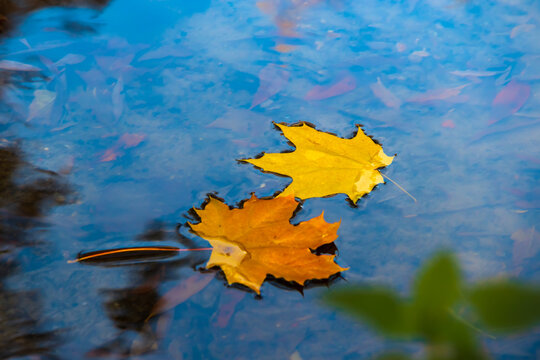 Two yellow fallen leaves float on the surface of the water on an autumn day