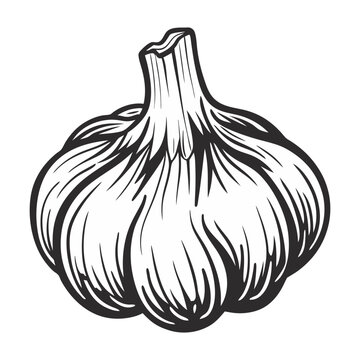 Black and White Illustration of a Single Head of Garlic