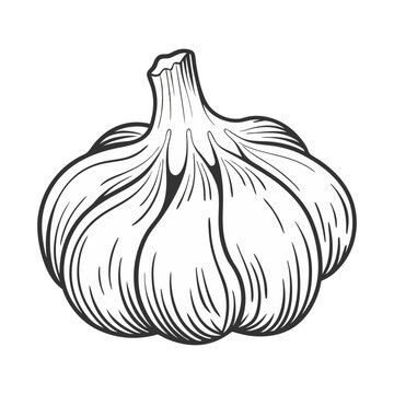 Black and White Illustration of a Single Head of Garlic