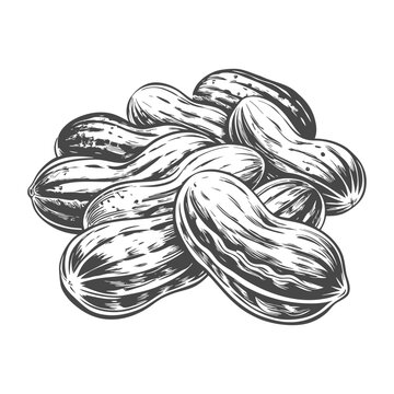 Hand-drawn sketch of peanuts in shells and kernels on a white background
