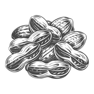 Hand-drawn sketch of peanuts in shells and kernels on a white background