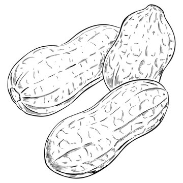 Hand-drawn sketch of peanuts in shells and kernels on a white background