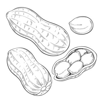 Hand-drawn sketch of peanuts in shells and kernels on a white background