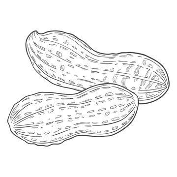 Hand-drawn sketch of peanuts in shells and kernels on a white background