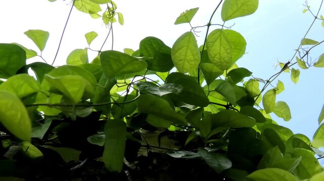 Bright leaves of creeper plant swaying in the wind
