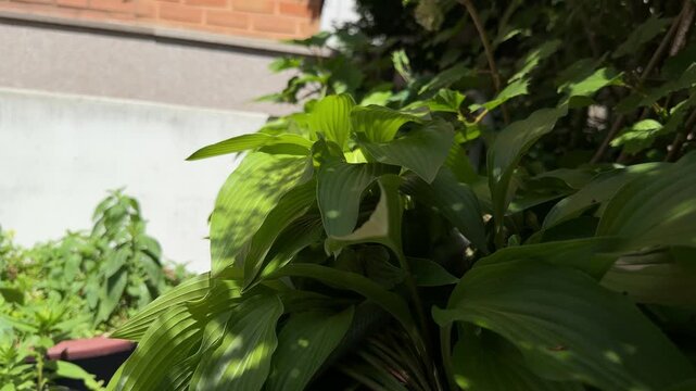 Large green hosta leaves glistening under bright summer sunlight with dark shadow background