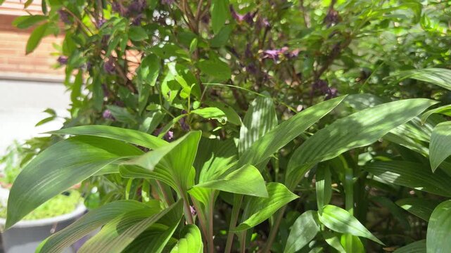 Large green hosta leaves glistening under bright summer sunlight with dark shadow background