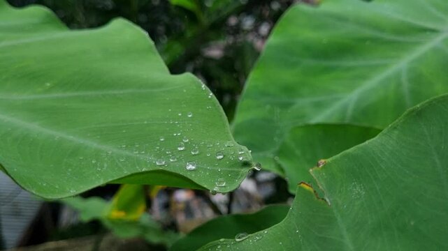 Macro shot of water droplets glistening on vibrant green taro leaves