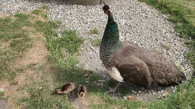 Peahen with Peachicks Walking Together 4K Wildlife Video Background 
