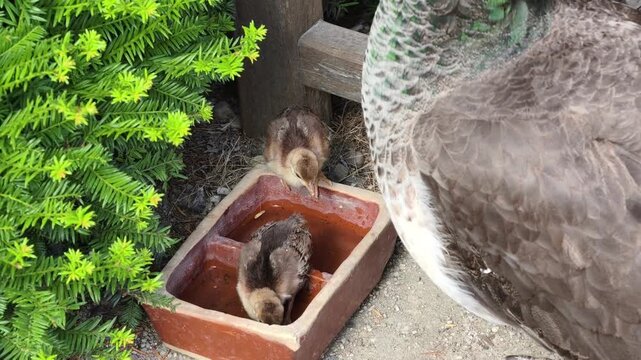 Peahen with Peachicks Walking Together 4K Wildlife Video