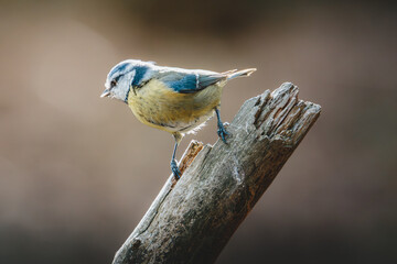 Blue Tits Feeding and Perching Among Woodland Branches at Hauxley Nature Reserve in Northumberland © Neil_Benison_Photos
