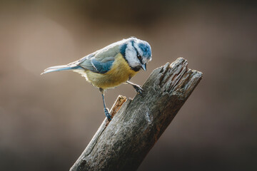 Blue Tits Feeding and Perching Among Woodland Branches at Hauxley Nature Reserve in Northumberland © Neil_Benison_Photos