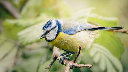 Blue Tits Feeding and Perching Among Woodland Branches at Hauxley Nature Reserve in Northumberland © Neil_Benison_Photos