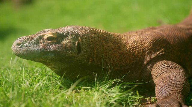 Komodo dragon lizard tasting the air with its tongue