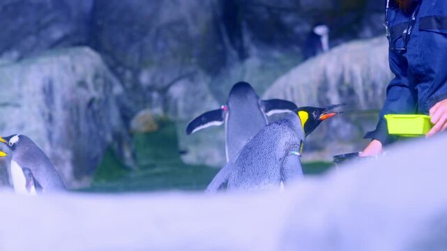Zookeeper feeding a King Penguin at the zoo