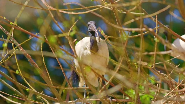 African sacred ibis resting on a tree branch