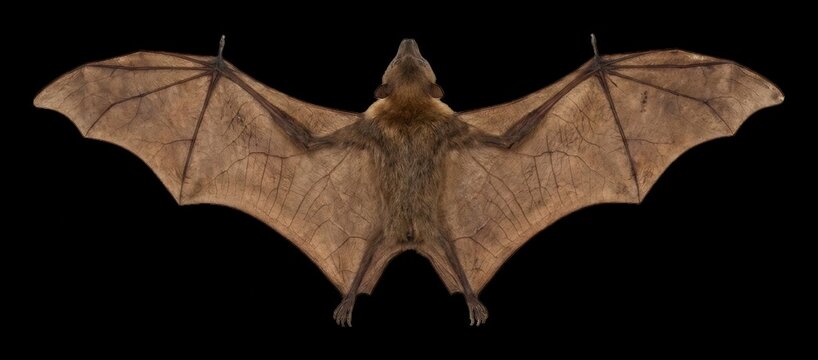 Fruit bat displaying expansive wing structure and leathery texture against , zoology study, specimen photography, wildlife modern technology business concept