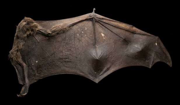 Taxidermy specimen displaying a detailed bat wing with leathery membrane and fur against , biological study, animal anatomy modern technology business concept