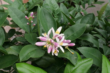 Fototapeta premium Growing and Blooming Lemon Tree in a Balcony Pot