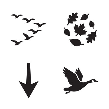 Black silhouettes of migrating geese, ducks, and swan in flight flying