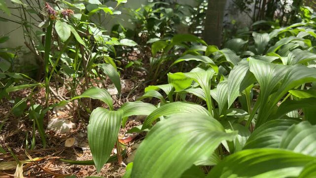 Vibrant Green Hosta Plant Leaves in Bright Sun Light, Dappled Shadows on Lush Summer Garden Ground Foliage