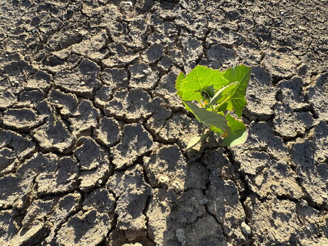 Green Chenopodium album white goosefoot plant sprouting from dry cracked earth. Beautiful young lamb's quarters sprout growing in parched soil mudflat under warm sunlight in a summer field landscape.