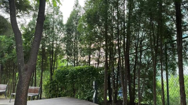 Row of Tall Green Thuja Arborvitae Trees Along Park Wooden Deck and Wire Mesh Fence, Peaceful Urban Forest Boundary
