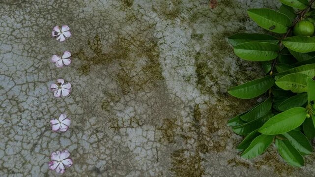 Line of fallen periwinkle flowers beside green leaves on cracked ground