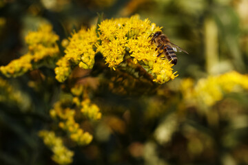 Honey bee collecting nectar on yellow goldenrod flower with macro photography, honeybee © Taras