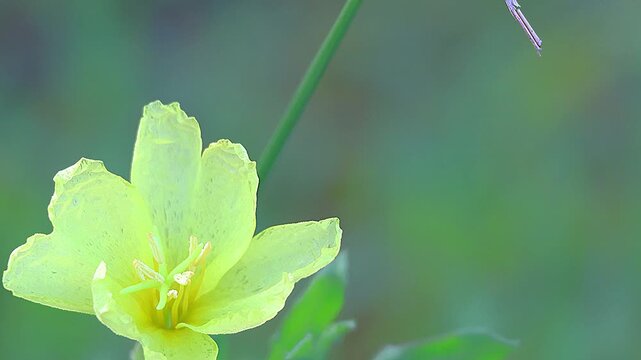 An extreme close-up of the textured stem and distinct jagged leaves of a cutleaf evening primrose, glistening with clear raindrops right after an early morning rain shower. 4K