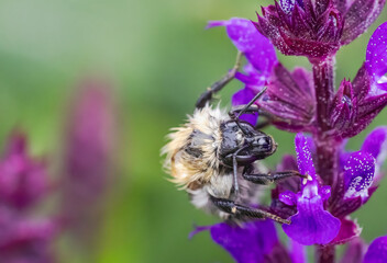 Nasse Hummel an einer Salbeiblüte © Karl