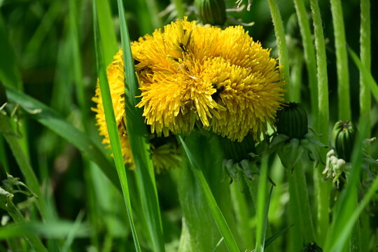 Close up of a dandelion fasciation with fused large yellow flower heads in green grass, macro spring nature anomaly detail landscape background
