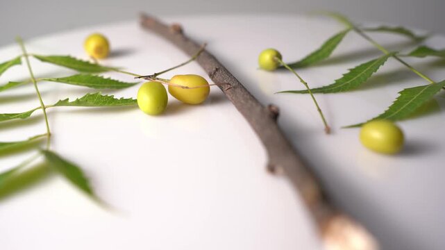 Neem Tree with Fresh Green Leaves, Medicinal Plant, Ayurvedic Herb, Natural Landscape, Tropical Environment, and Indian Botanical Heritage