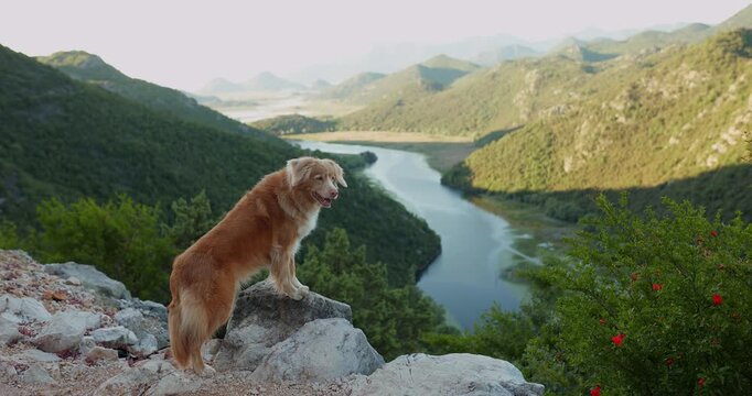 Cinematic footage of a Nova Scotia Duck Tolling Retriever enjoying a panoramic mountain viewpoint above Skadar Lake. Beautiful outdoor travel and hiking scene surrounded by untouched nature.
