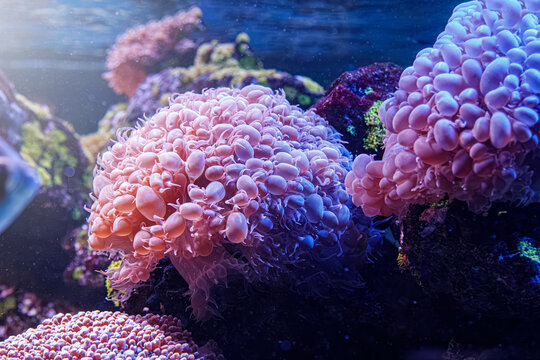 Vibrant pink and blue corals growing on reef underwater inside marine aquarium