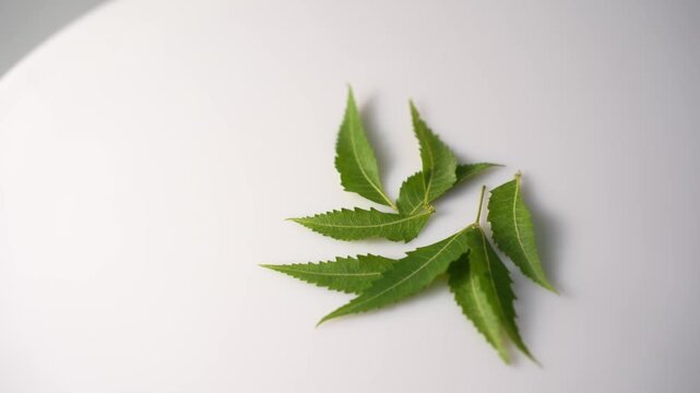 Neem Tree with Fresh Green Leaves, Medicinal Plant, Ayurvedic Herb, Natural Landscape, Tropical Environment, and Indian Botanical Heritage