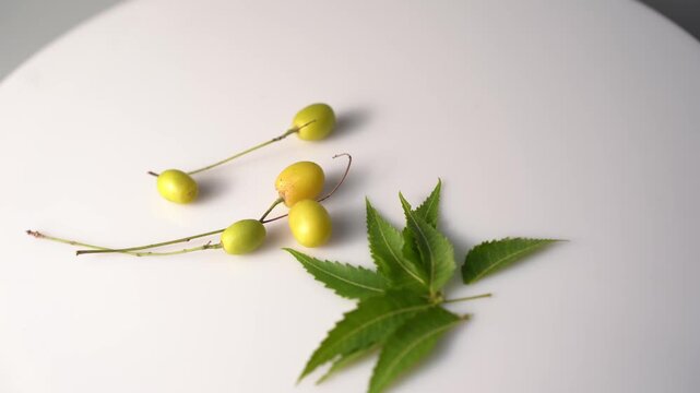 Neem Tree with Fresh Green Leaves, Medicinal Plant, Ayurvedic Herb, Natural Landscape, Tropical Environment, and Indian Botanical Heritage