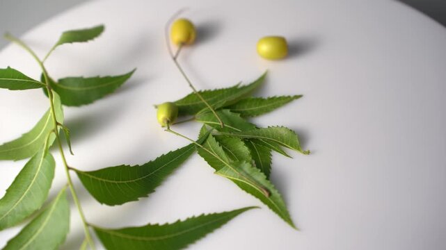 Neem Tree with Fresh Green Leaves, Medicinal Plant, Ayurvedic Herb, Natural Landscape, Tropical Environment, and Indian Botanical Heritage