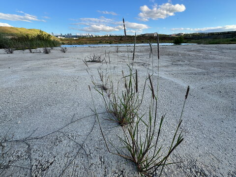 Wild Phleum pratense timothy grass growing on dry ground. Beautiful green stalks with seed heads in a parched landscape with a lake and city skyline under a blue cloudy summer sky background.