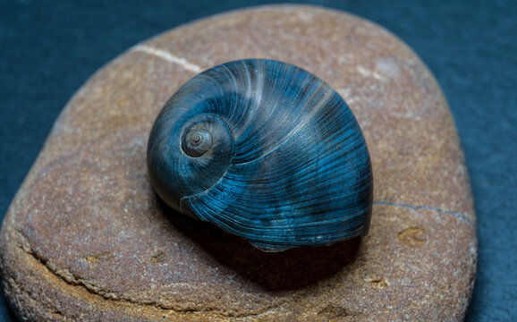 Still life of shells and artifacts shaped and returned by the sea 2